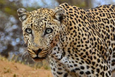 Leopard Euthanised In Kruger National Park After Attacking Employee