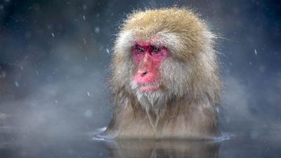 Monkey Terrorises Japanese City