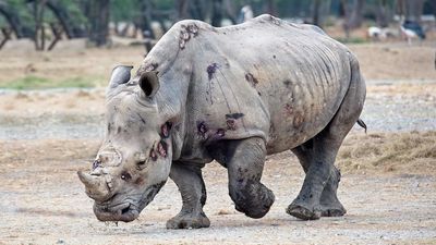 259 Rhinos Poached In Sa In Last 6 Months