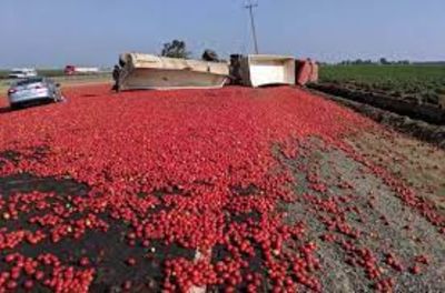 Tomato Truck Causes Havoc On Californian Highway, Three Injured