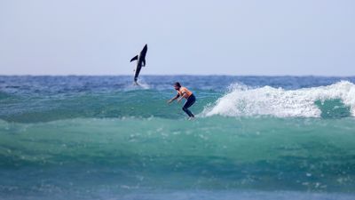 Great White Shark Photobombs Surfer