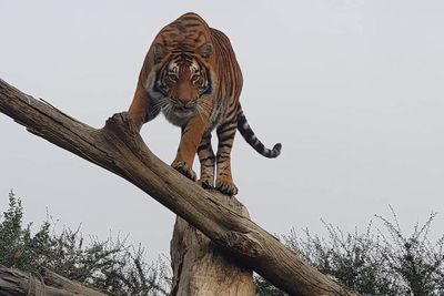 Sheba The Tiger Killed