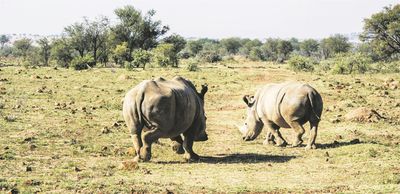 White Rhinos To Go On Auction