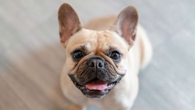 French Bulldog Earns Most Popular Dog Title