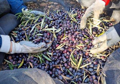 Olive Oil Prices Sky High Due To Drought In Spain