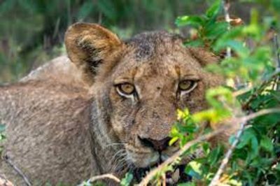 New Luxury Hotel To Open In Kruger Park