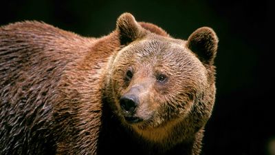 Bear Kills Jogger In Alps