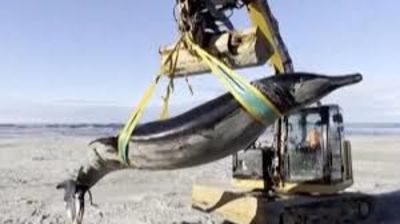 Rarest Whale In The World Washes Up On Nz Beach