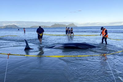 More Than 30 Stranded Whales Rescued In Nz